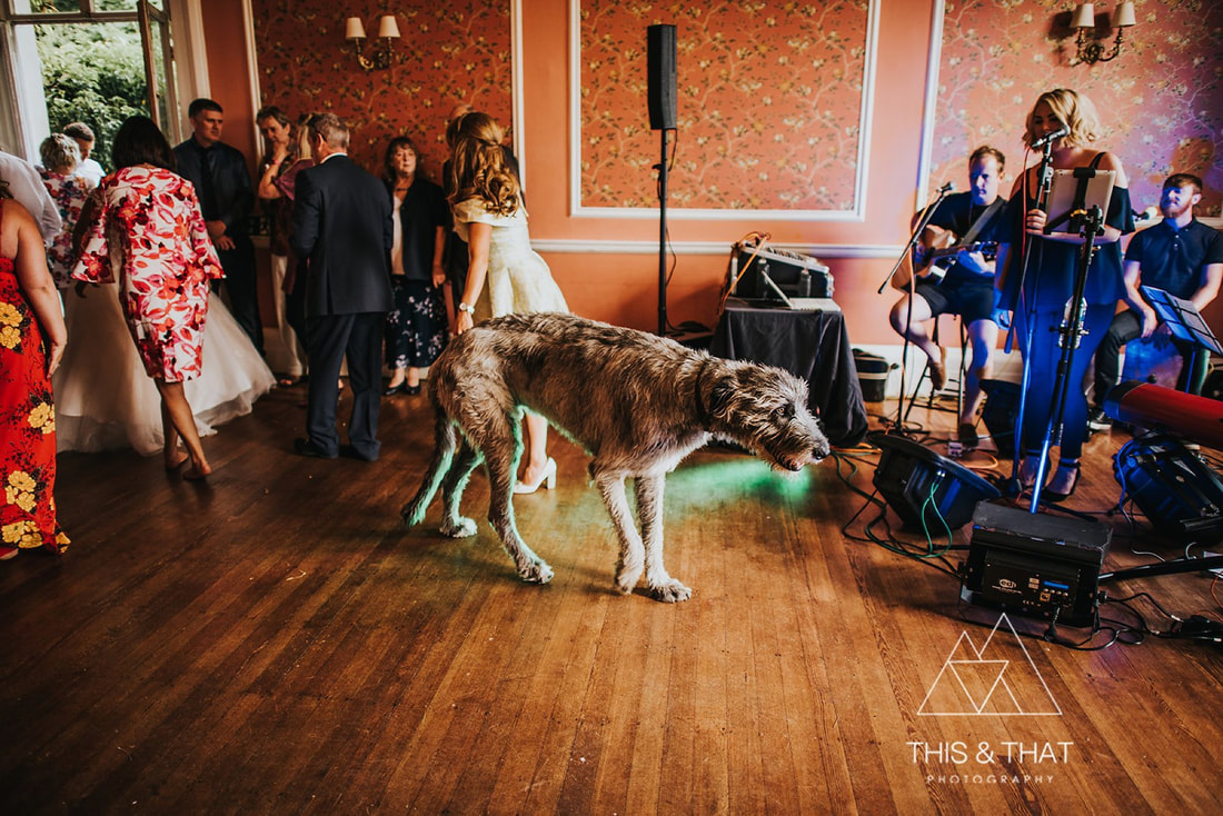 Irish Wolfhound on the dance floor at Penton Park wedding