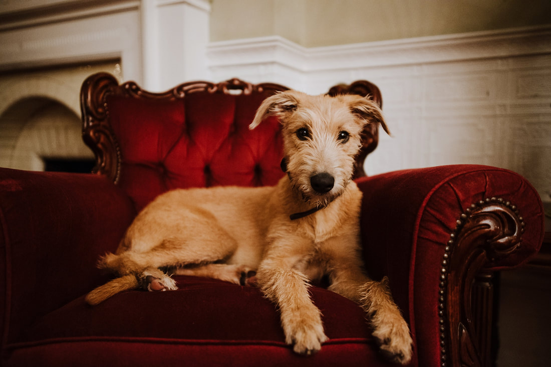 Irish wolfhound Duke in red velvet armchair