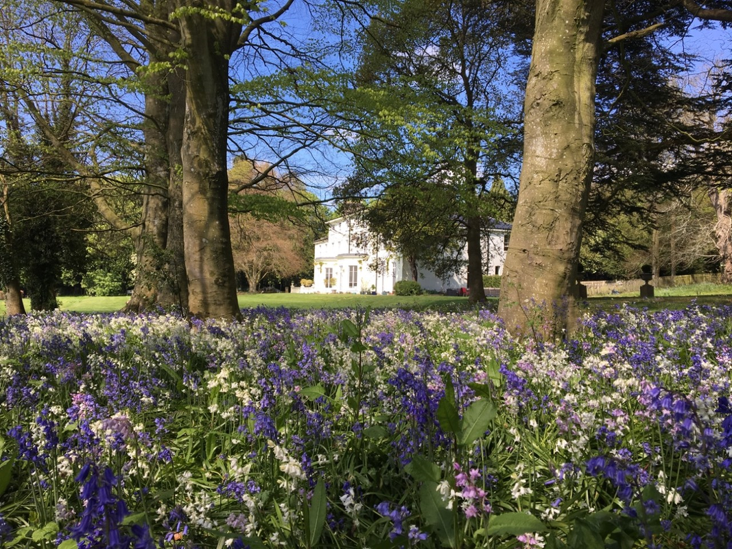 Bluebells in the grounds of exclusive country house venue Penton Park